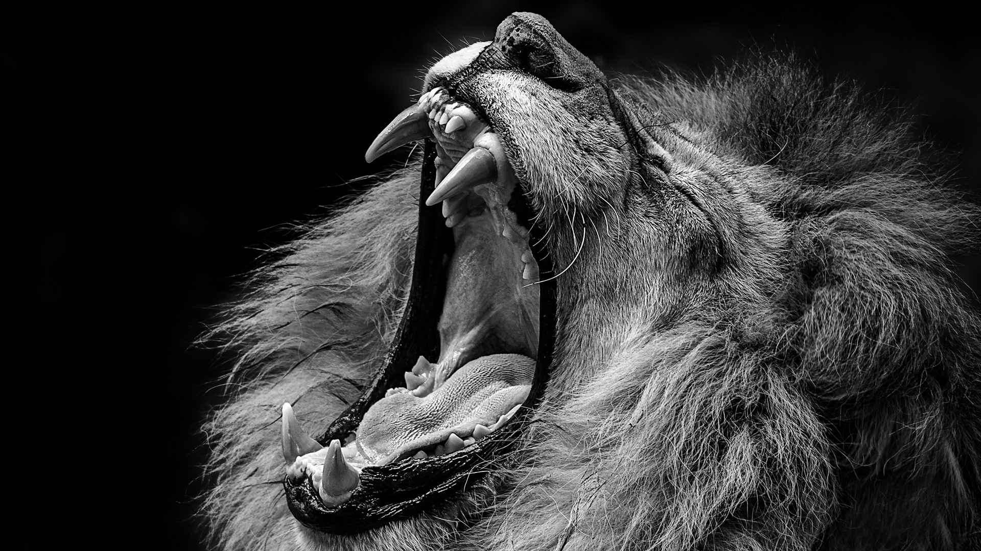 Black And White Art Lions , HD Wallpaper & Backgrounds