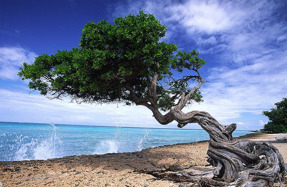 Gnarly Tree Beach In Aruba Wallpaper Wall Mural - Gnarly Tree , HD Wallpaper & Backgrounds