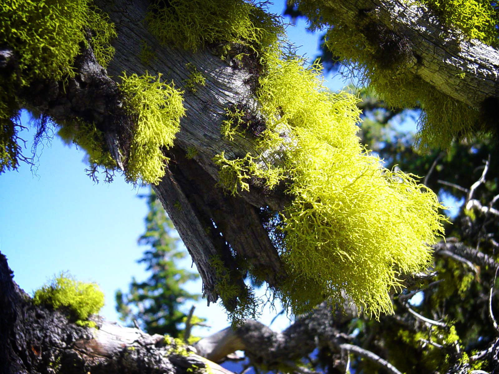 Gnarly Lichen - Cypress Family , HD Wallpaper & Backgrounds