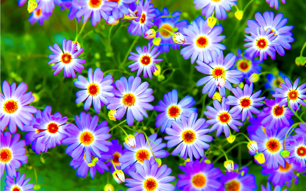 3d Hd Wallpapers Flowers , HD Wallpaper & Backgrounds