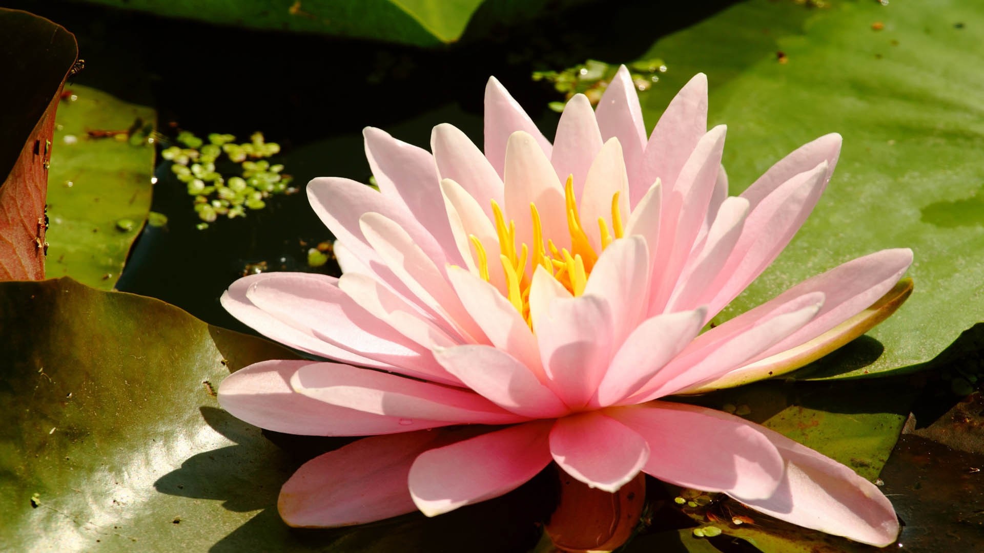 Full Hd Lotus Flower , HD Wallpaper & Backgrounds