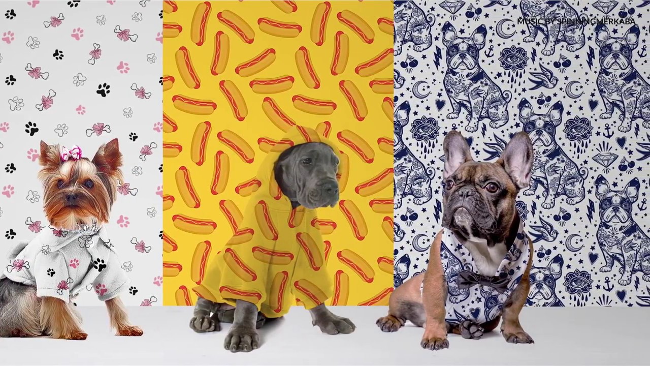 Pixerstick Wallpaper - Pixers - Pixers - Us - French Bulldog , HD Wallpaper & Backgrounds