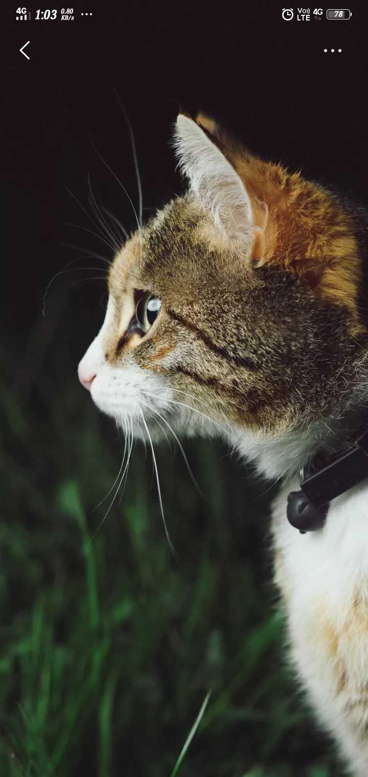 Cat Wallpaper - Best Cat Collar , HD Wallpaper & Backgrounds