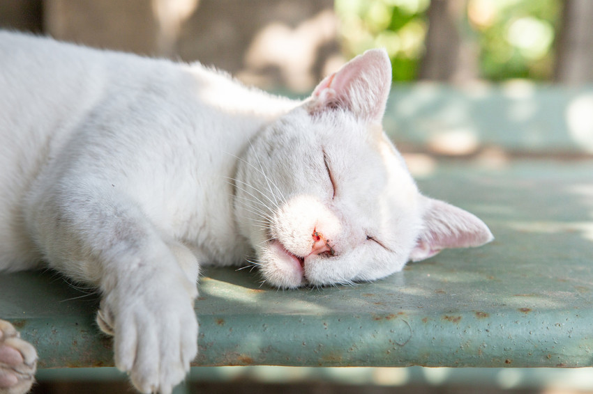 Sleepy Cat On Lazy Summer Day Cat Mammal Pet Adorable - Cat Yawns , HD Wallpaper & Backgrounds
