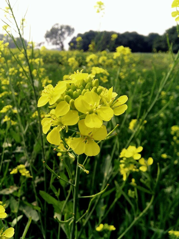 Mustard Flower - Canola , HD Wallpaper & Backgrounds