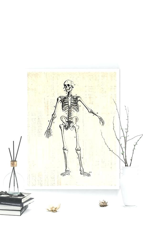 Anatomy Of A Wall Antique Skeleton Diagram Print Medical - Zodiac Sign Minimalist Sagittarius , HD Wallpaper & Backgrounds