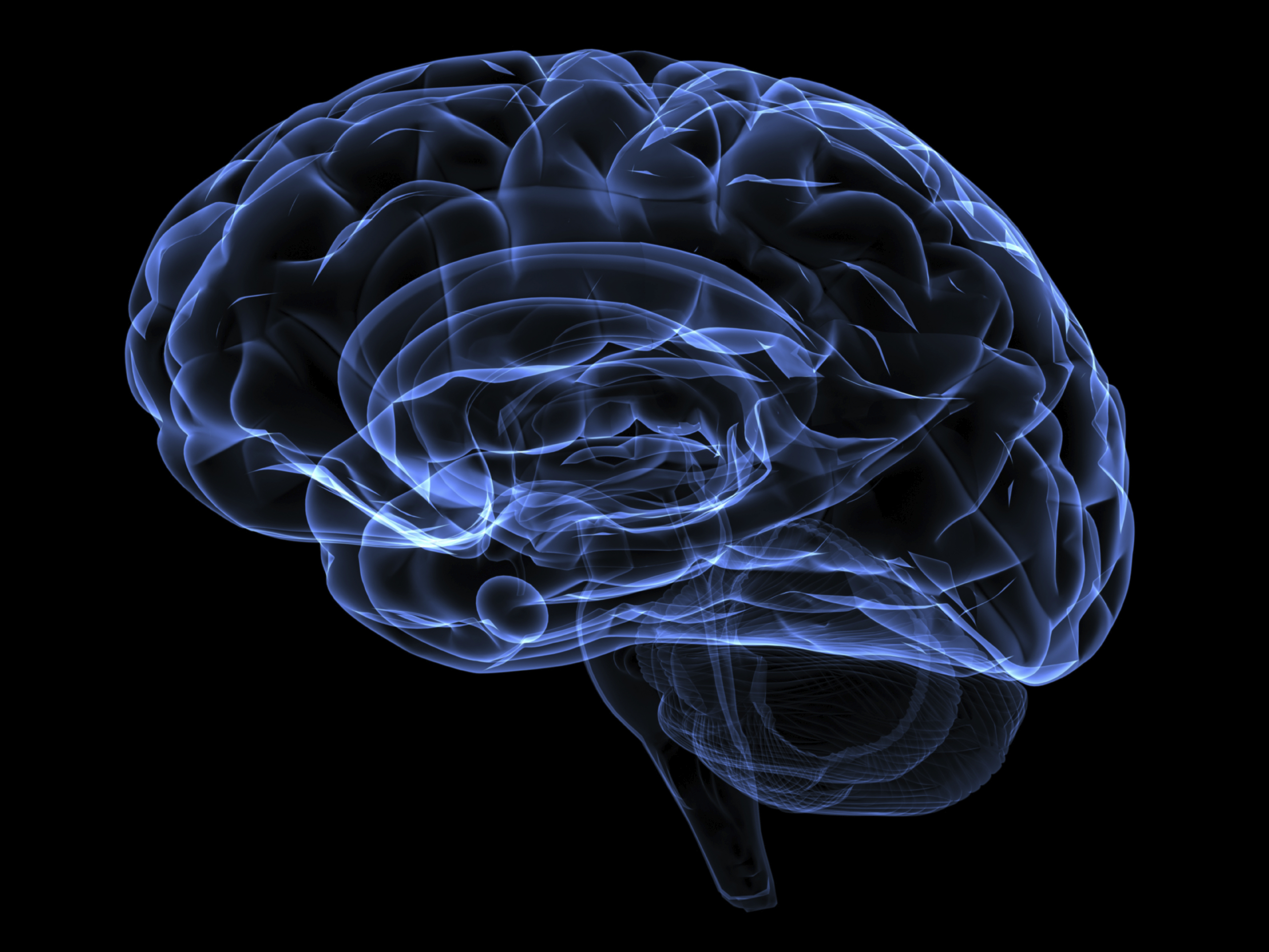Brain - Brain X Ray Png , HD Wallpaper & Backgrounds