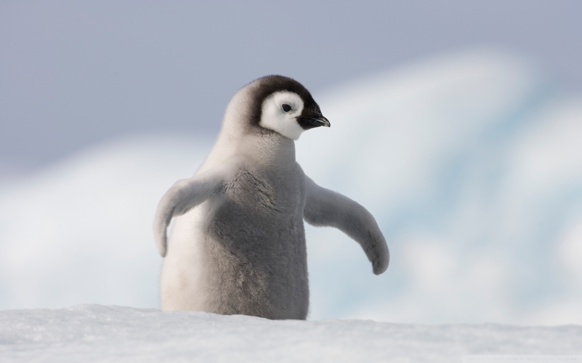 Baby Penguin, Antarctica Hd Wide Wallpaper For 4k Uhd - Penguins Are Birds , HD Wallpaper & Backgrounds