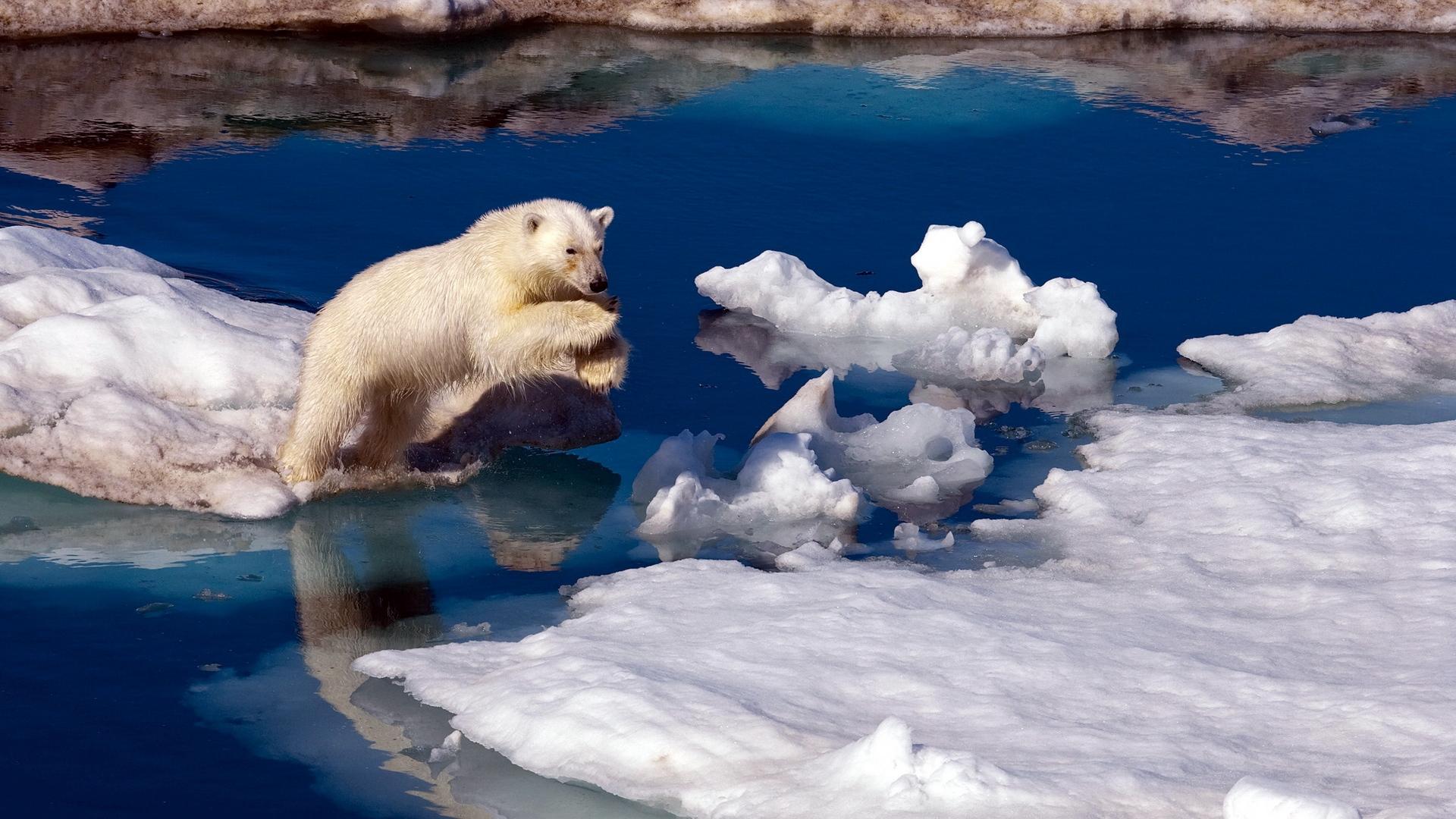 Under The Antarctica - Paul Nicklen Polar Bears , HD Wallpaper & Backgrounds