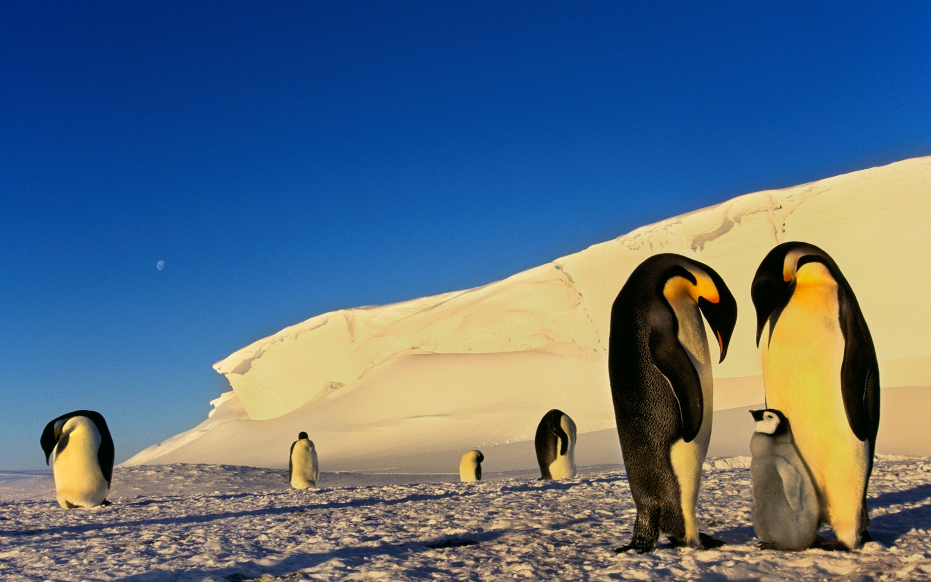 Penguin Family Antarctica Wallpaper Hd - Windows 7 Theme Antarctica , HD Wallpaper & Backgrounds