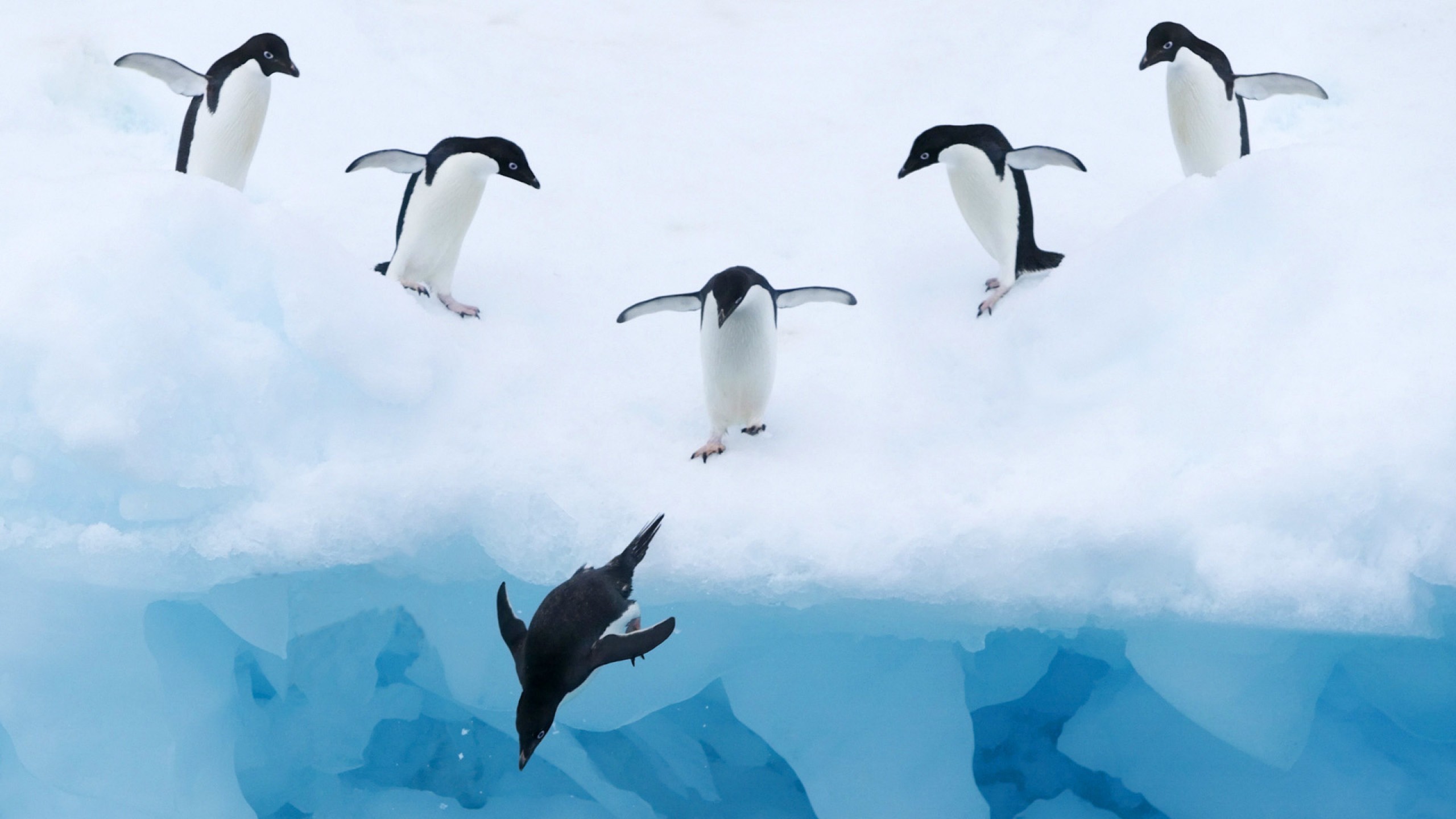 Birds Penguin In Antarctica Hd - Penguin In Cold Water , HD Wallpaper & Backgrounds