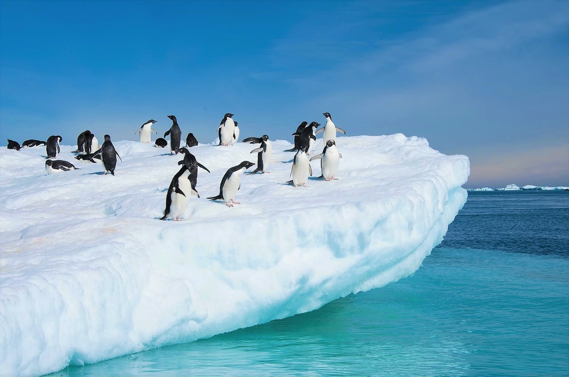 Wallpapers Id - - Penguins On The Ice , HD Wallpaper & Backgrounds