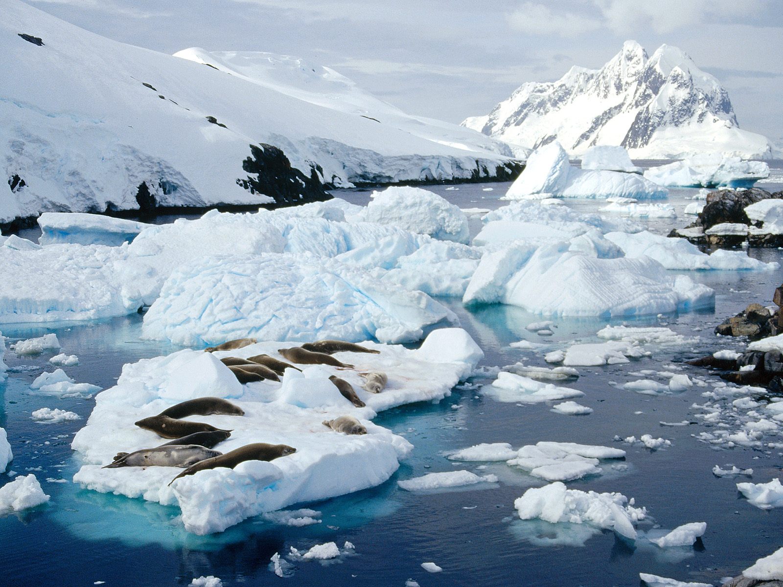 Antartica Images Peterman Island - Antarctic Scenes , HD Wallpaper & Backgrounds
