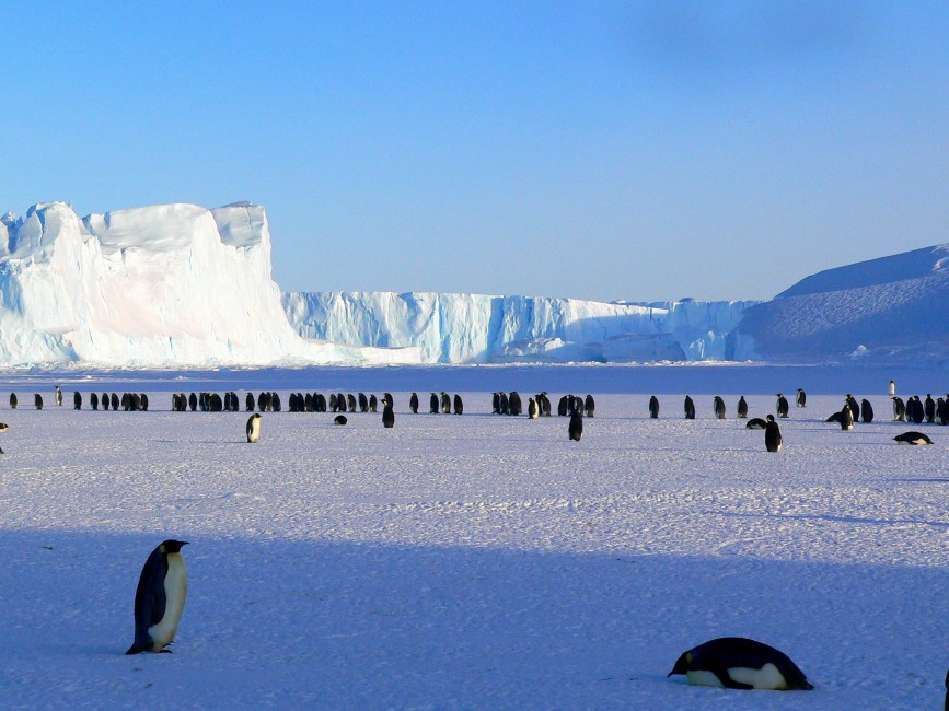 Penguins Antarctica Snow Ice Floe - Free Images Of Antarctica , HD Wallpaper & Backgrounds
