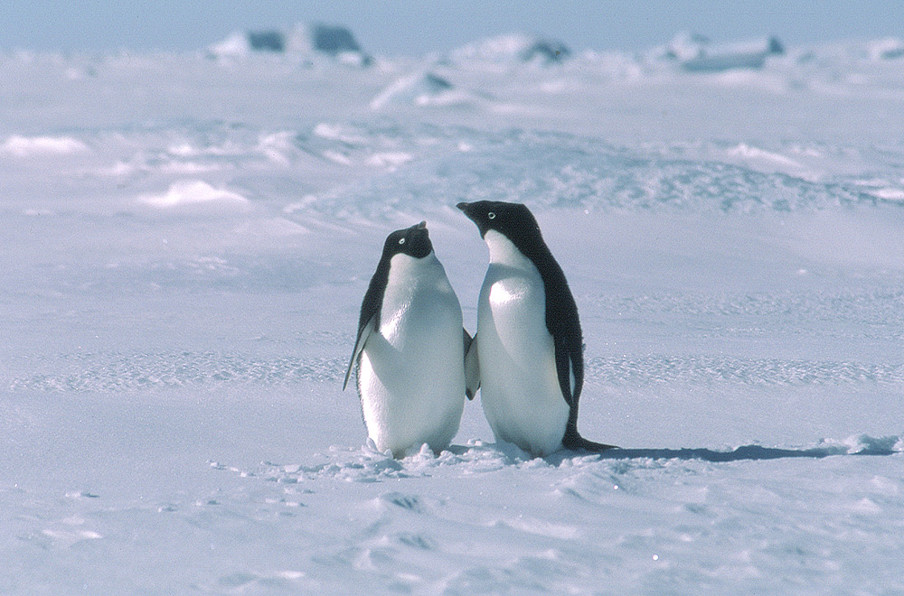 Antarctica Images Penguins Of Antarctica Hd Wallpaper - Adélie Penguin Antarctica , HD Wallpaper & Backgrounds