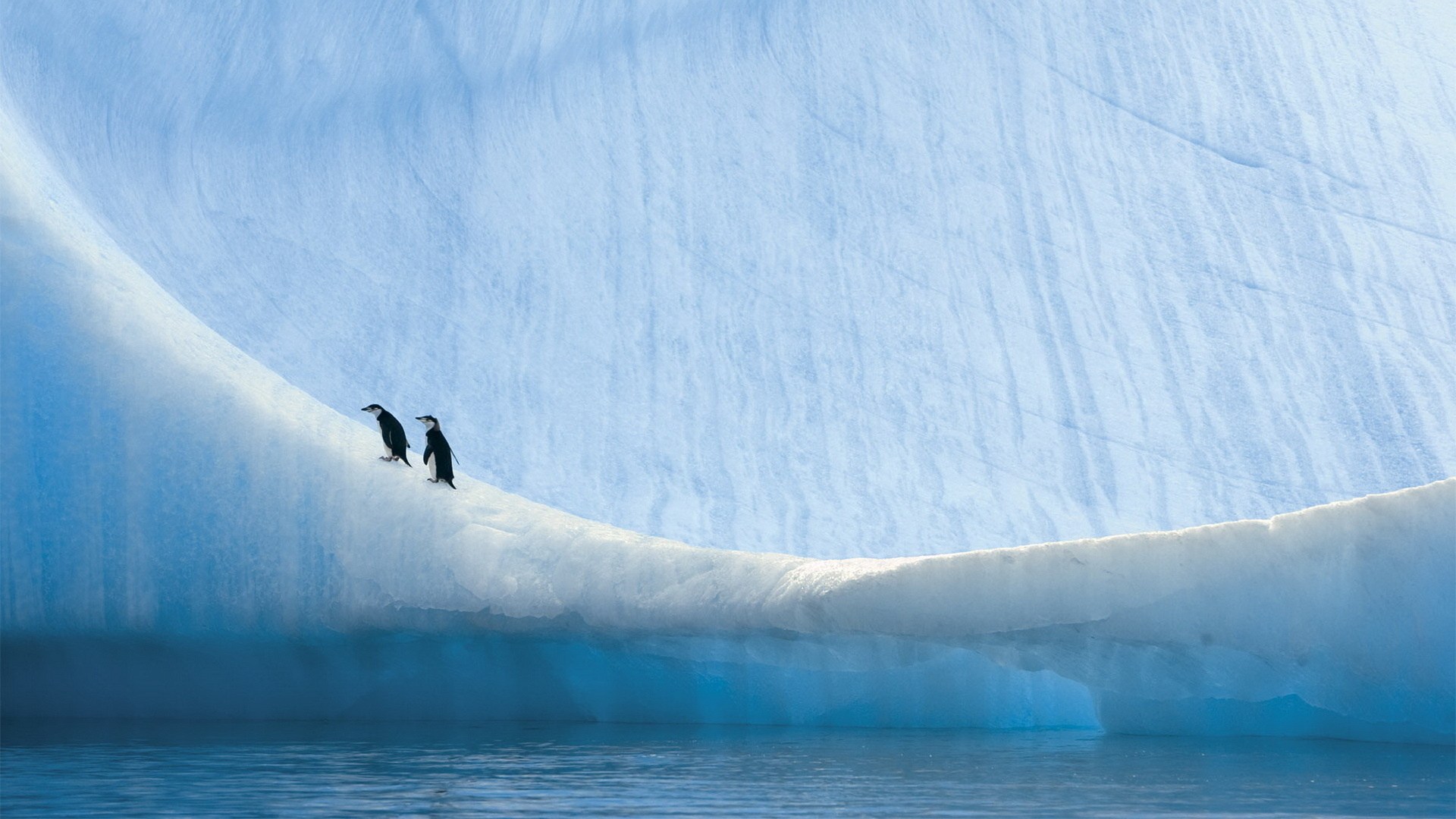 Penguin Landscape Iceberg Glacier Antarctica 1080p - Iceberg , HD Wallpaper & Backgrounds