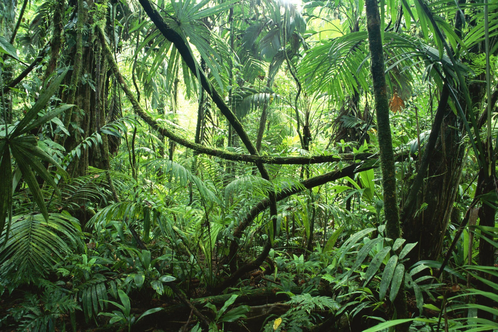 Selva Jungle Tropical Forest Tree Creeper Plants Moisture - Selva Forest , HD Wallpaper & Backgrounds