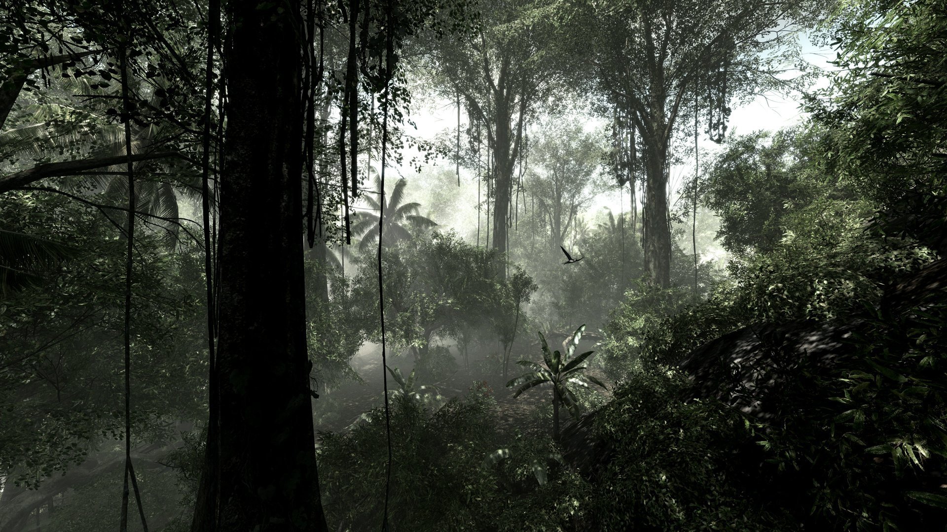 Selva Bush Jungle Tropical Forest Tree Creeper Plants - Rainy Forest , HD Wallpaper & Backgrounds