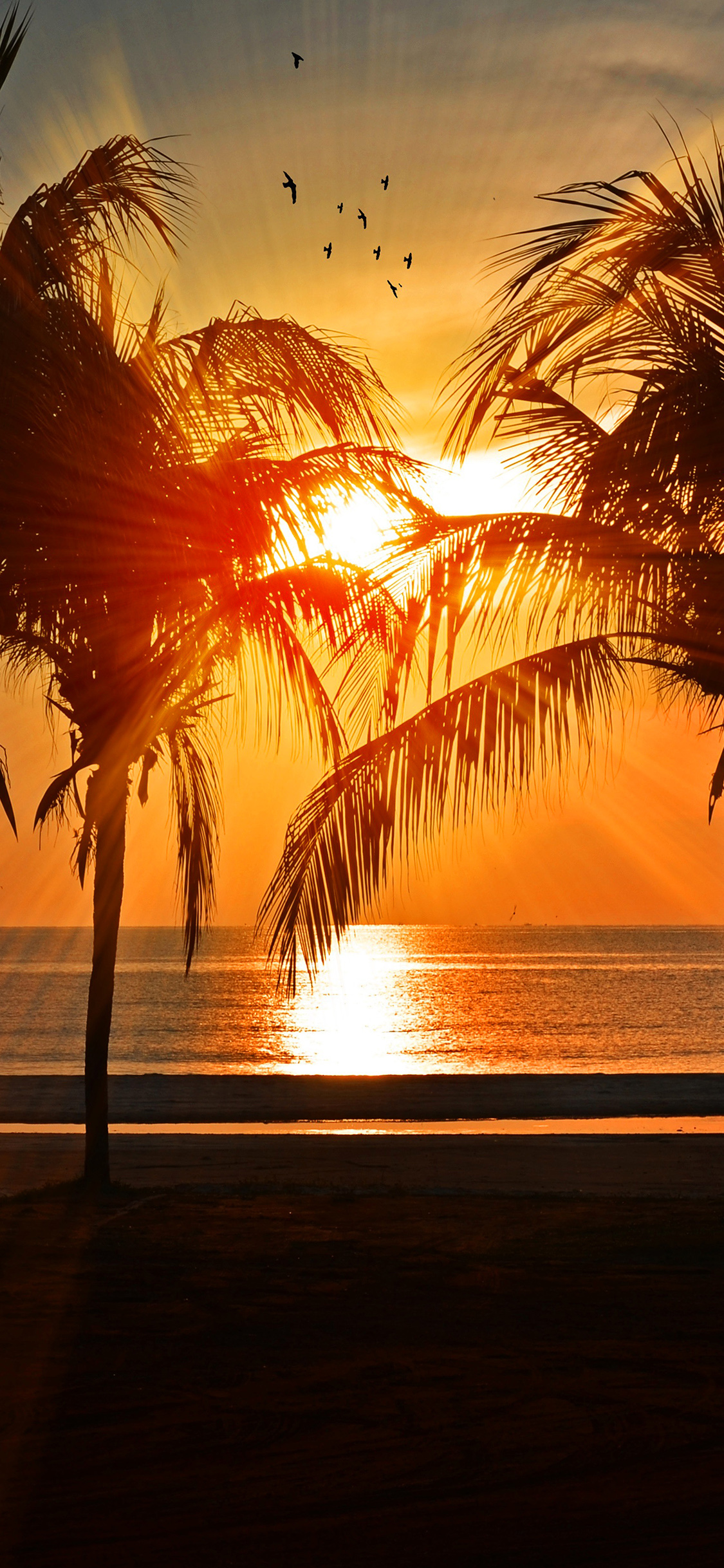 Nl74 Beach Vacation Summer Night Sunset Red Palm Tree - Palm Tree Wallpaper Iphone X , HD Wallpaper & Backgrounds