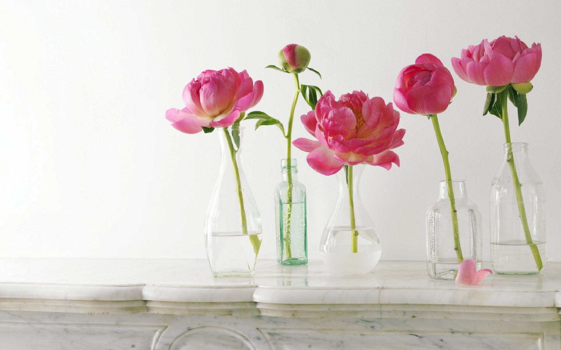 Flower Pot Wallpaper - Single Peony In Vase , HD Wallpaper & Backgrounds