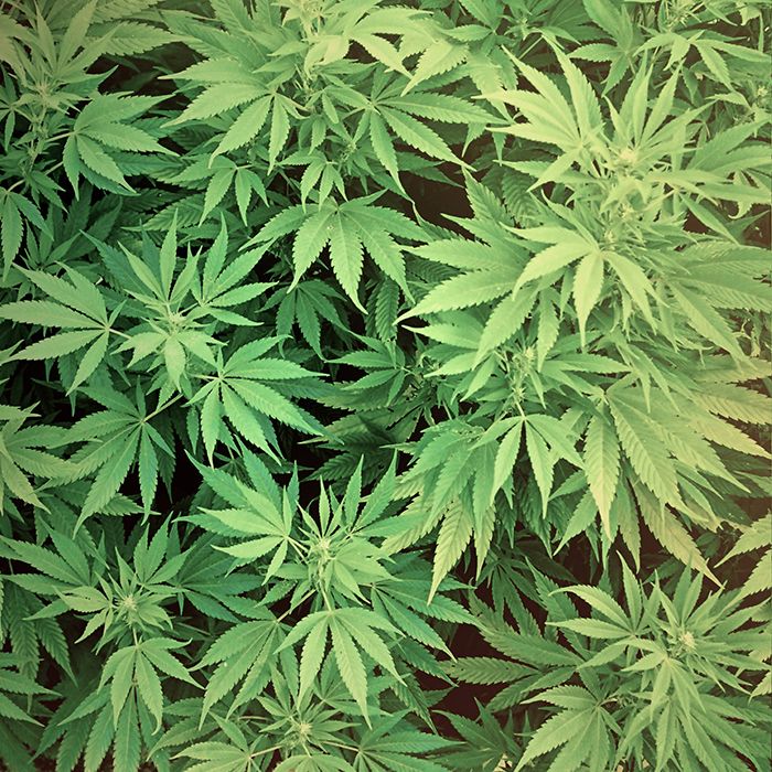 Pot Haul Nears $1 Million - Cannabis High Res , HD Wallpaper & Backgrounds