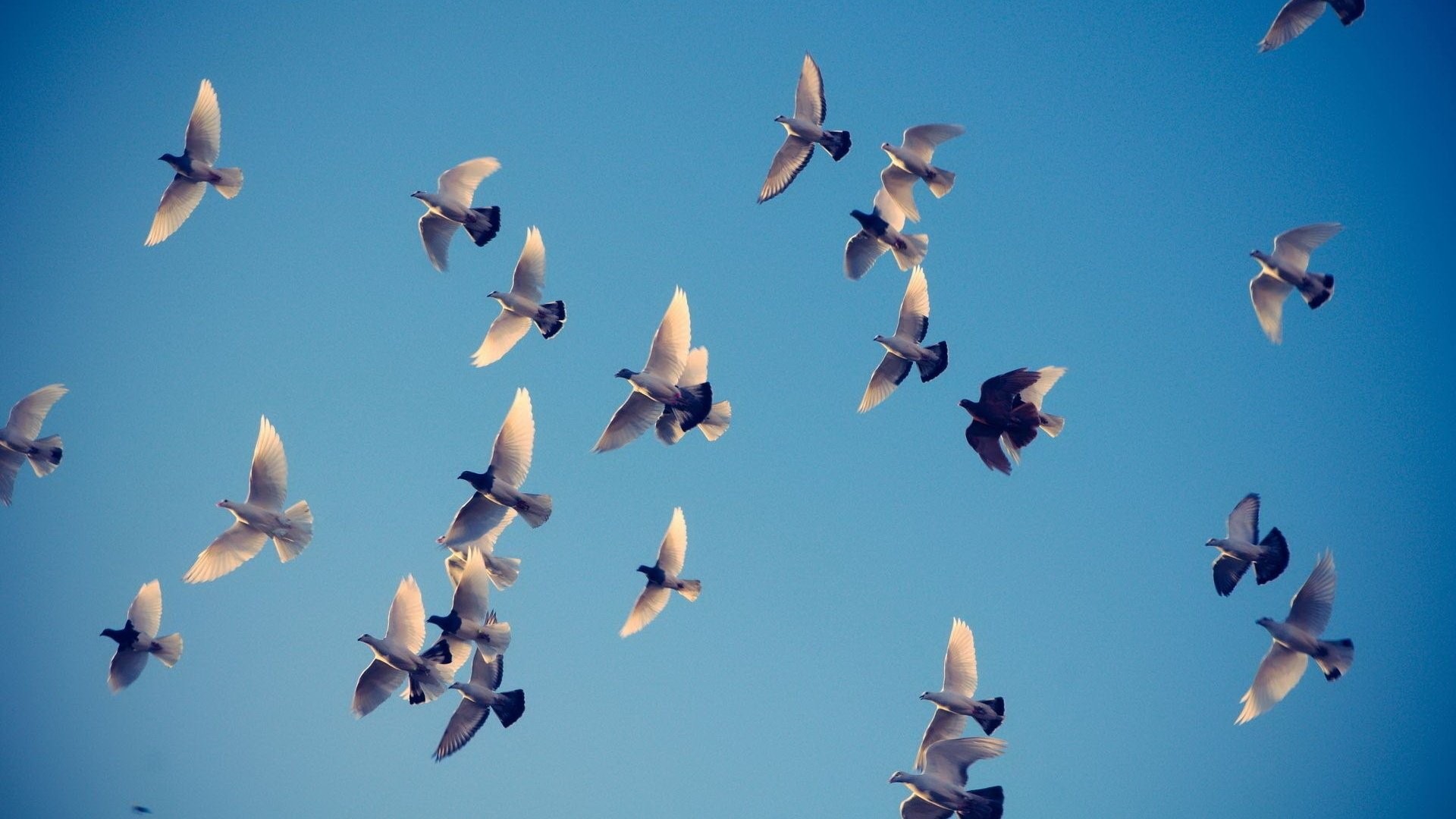 Sky Animal Group Blue Flying Wings Bird Birds Live - Group Of Bird Flying , HD Wallpaper & Backgrounds