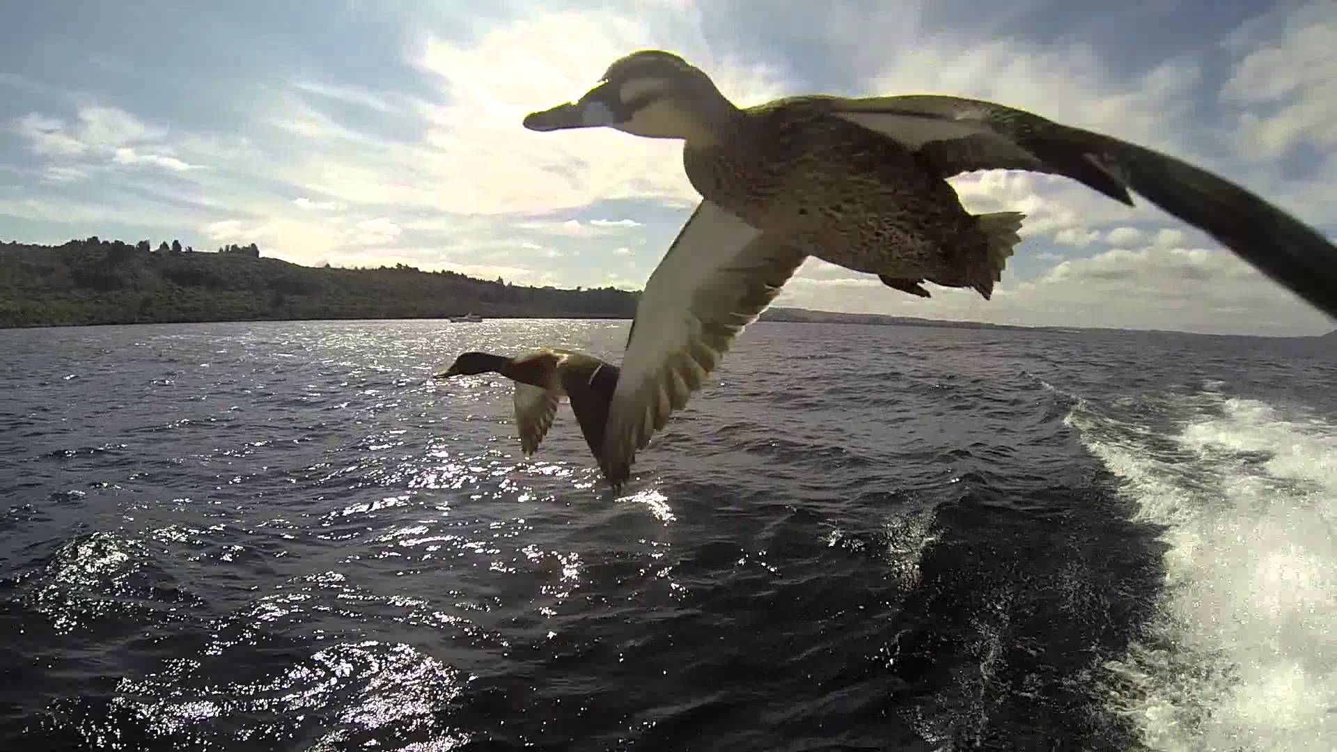 Ducks Flying Live Wallpaper - Flying Ducks , HD Wallpaper & Backgrounds