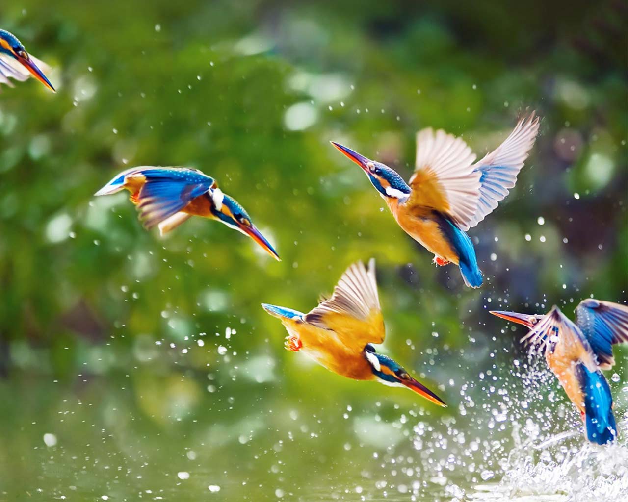 Flying King Fishers In Group Image - Colourful Birds Flying In The Sky , HD Wallpaper & Backgrounds