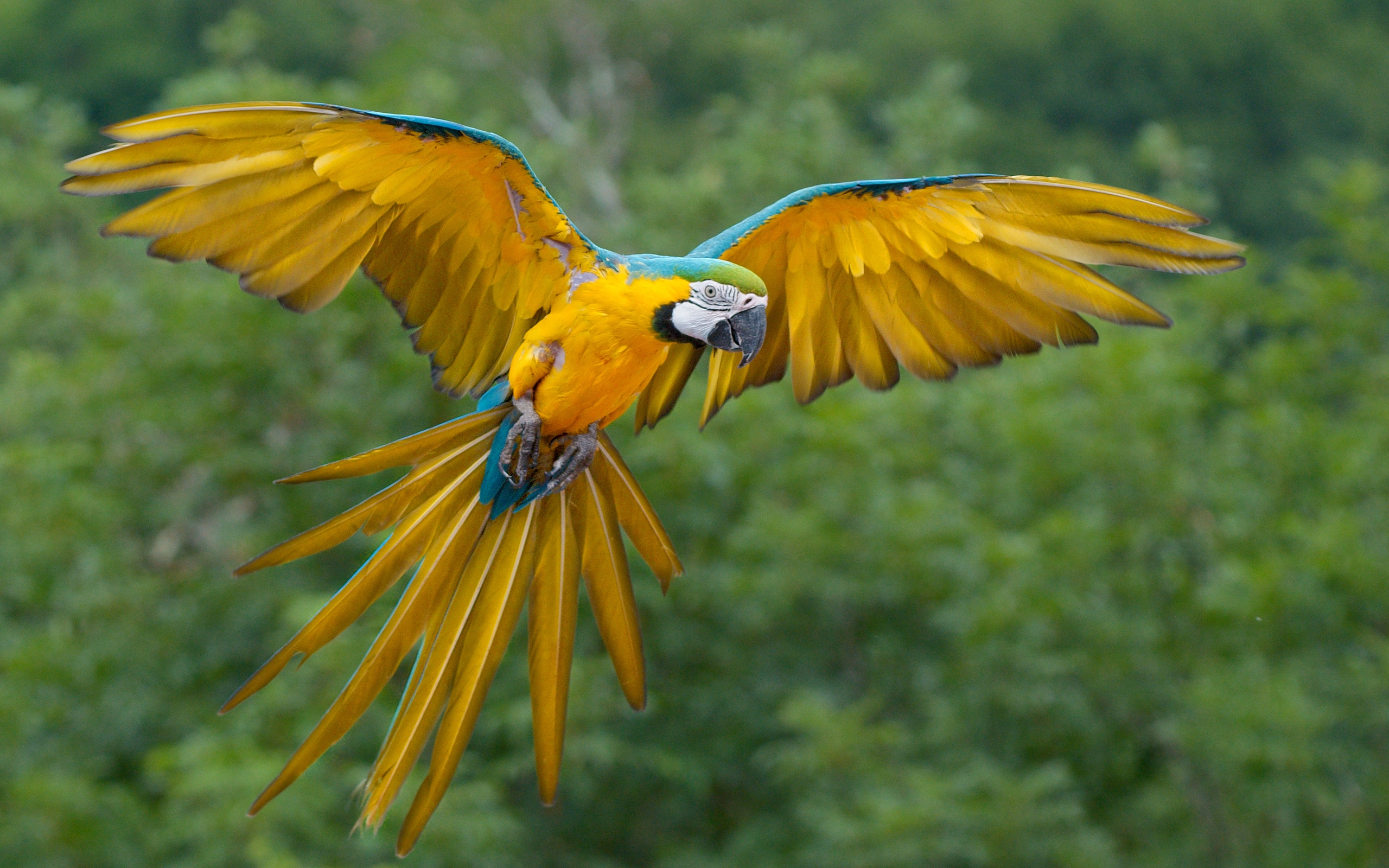 Parrot Flying Painting Hd Wallpaper Background Images - Imagenes De Aves En Peligro De Extincion , HD Wallpaper & Backgrounds