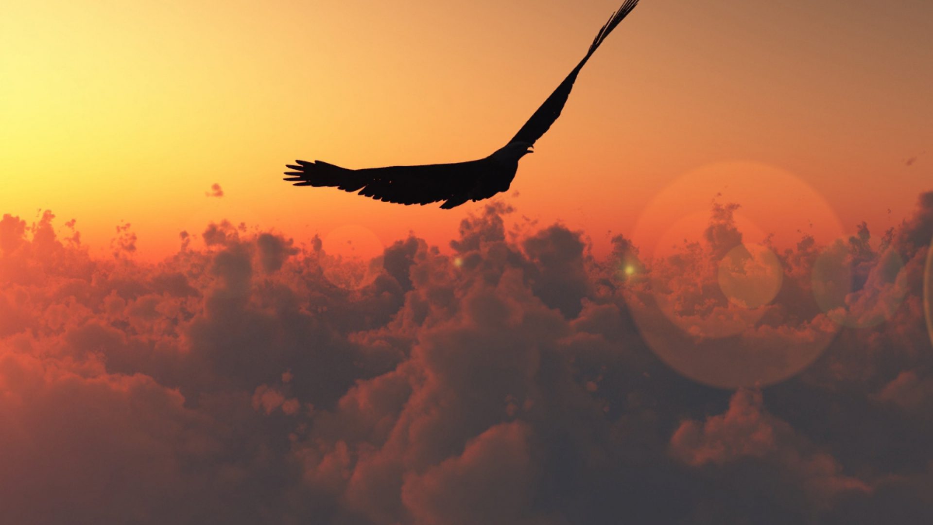 Sun Light Height Freedom Flight Bird Patches Clouds - Bird Flying Freedom , HD Wallpaper & Backgrounds