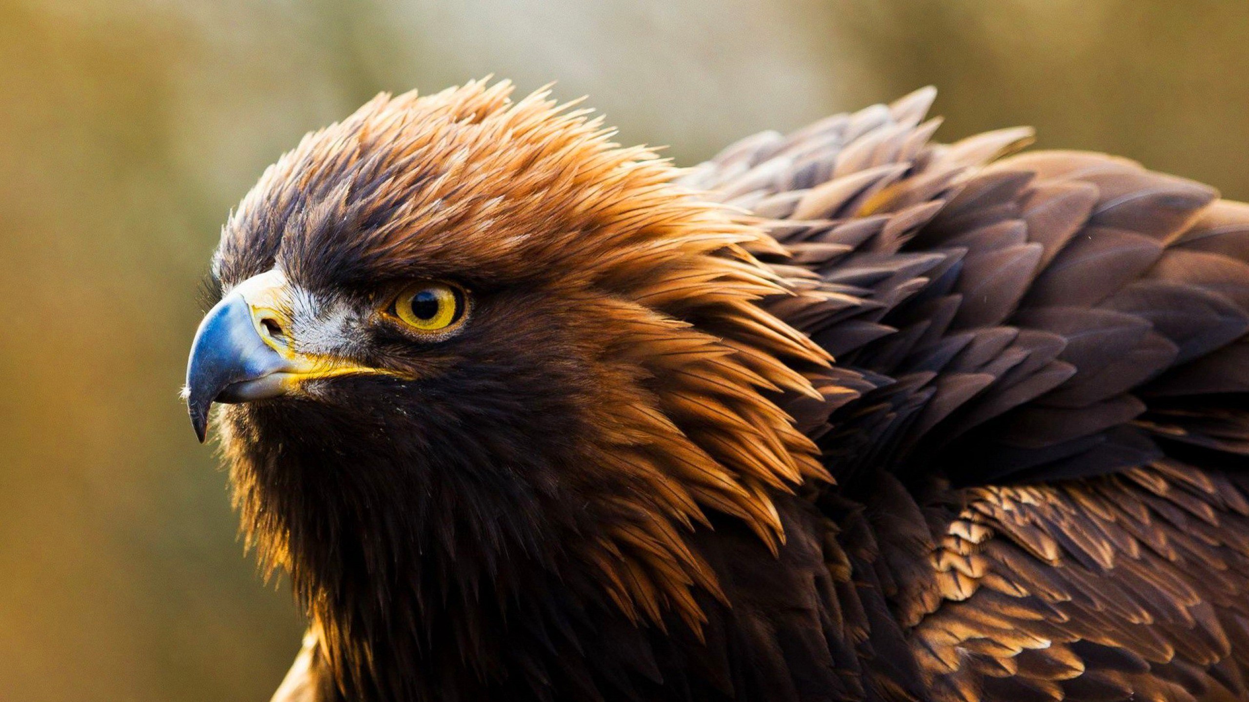 Birds Harpei Bird Young Great Flying American Bold - Golden Eagle 4k , HD Wallpaper & Backgrounds