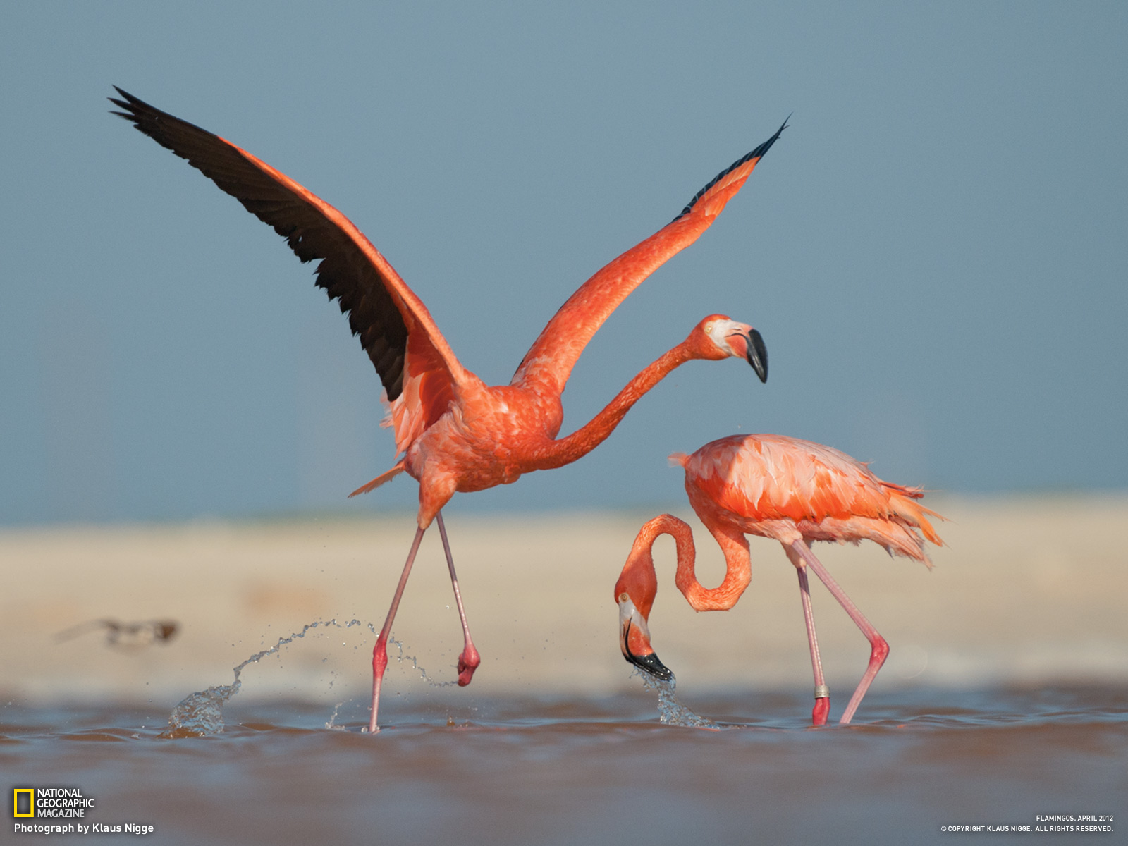 Download Wallpaper » - National Geographic Flamingo Photography , HD Wallpaper & Backgrounds