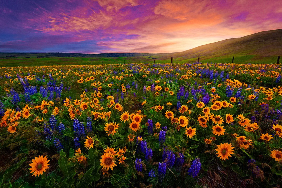 Field Sunset Valley Beautiful Nice Wildflowers Sunflowers - Hd Wallpaper Of Valley Of Flowers , HD Wallpaper & Backgrounds