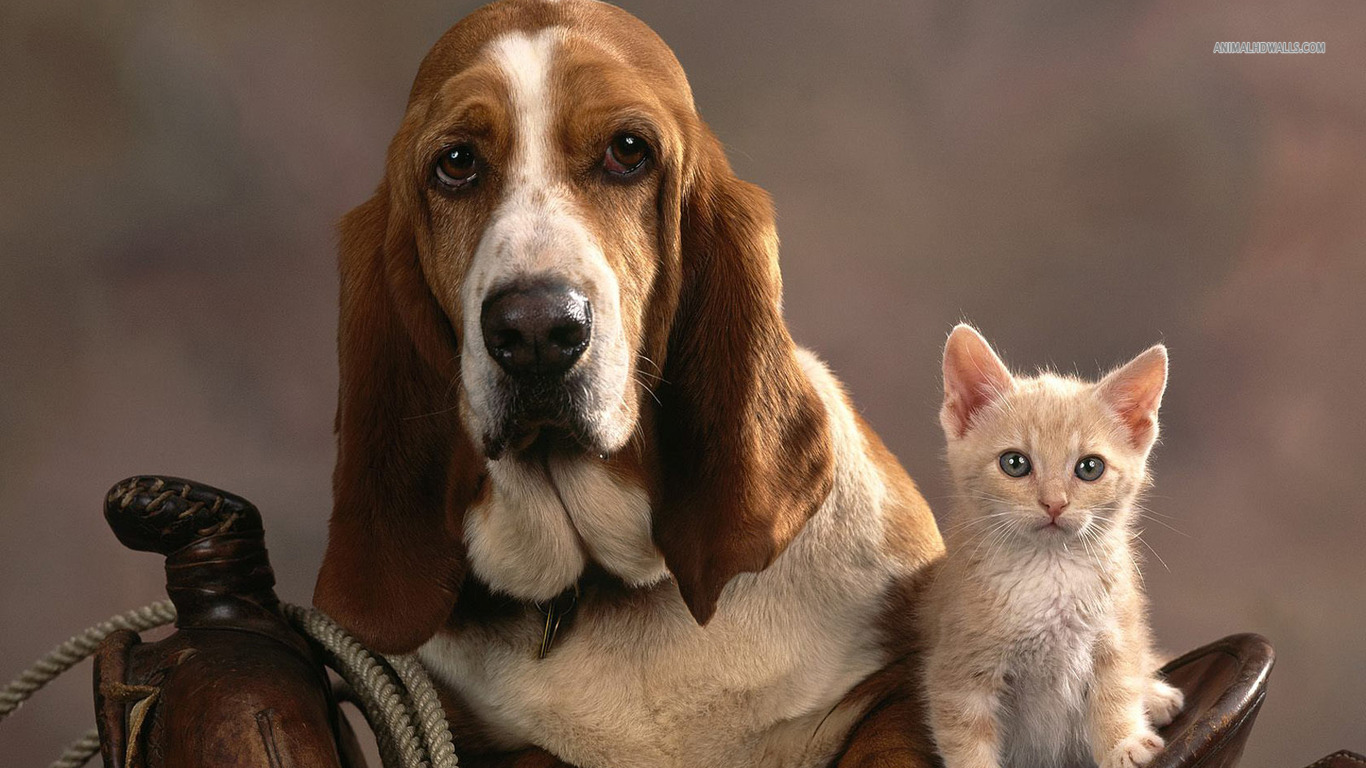 Basset Hound Wallpapers Hd Download - Domestic Dogs And Cats , HD Wallpaper & Backgrounds