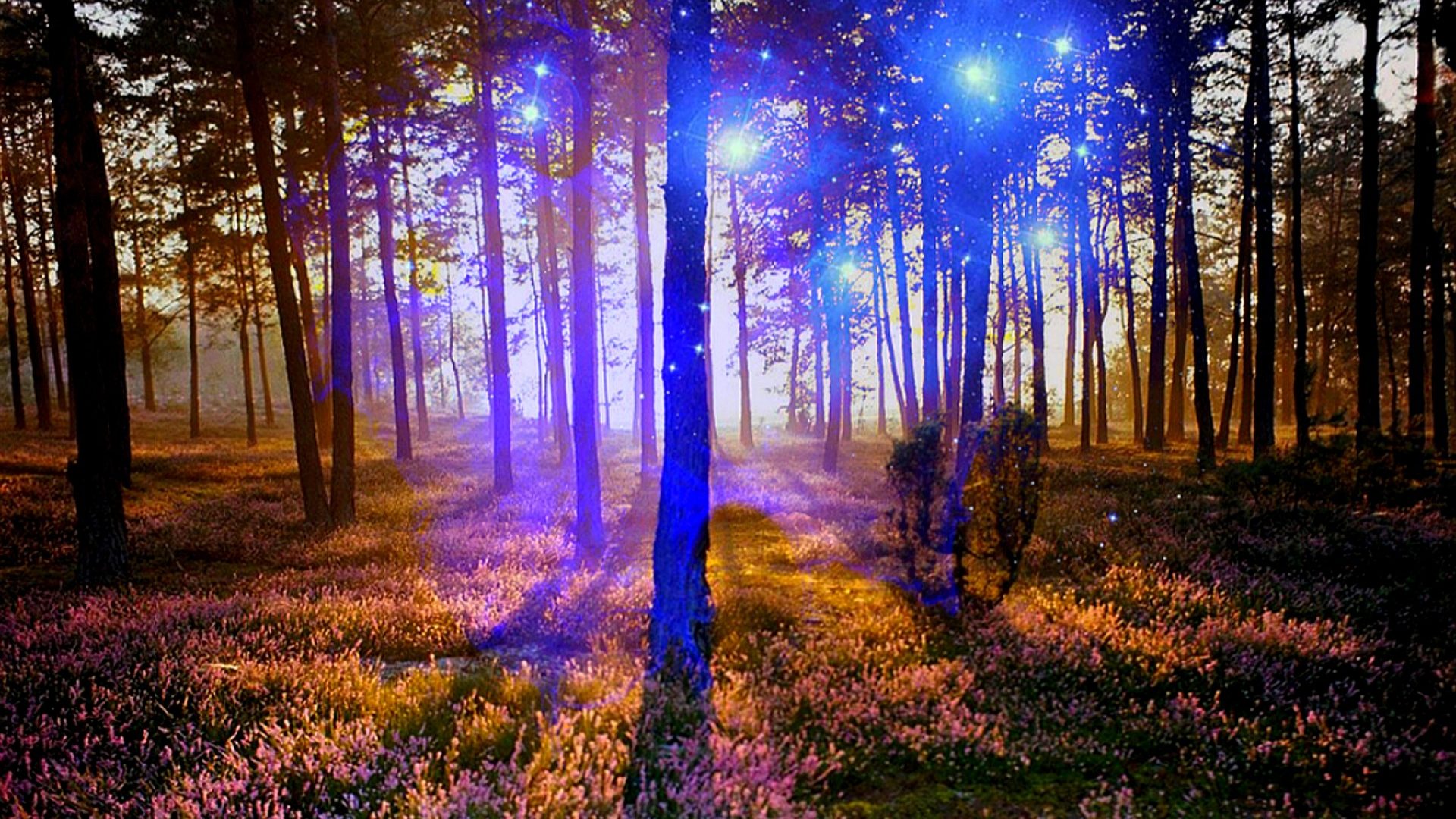 Forest Sparkle Blue Light Shadow Rays Live Wallpaper - Wild Forest Background Hd , HD Wallpaper & Backgrounds