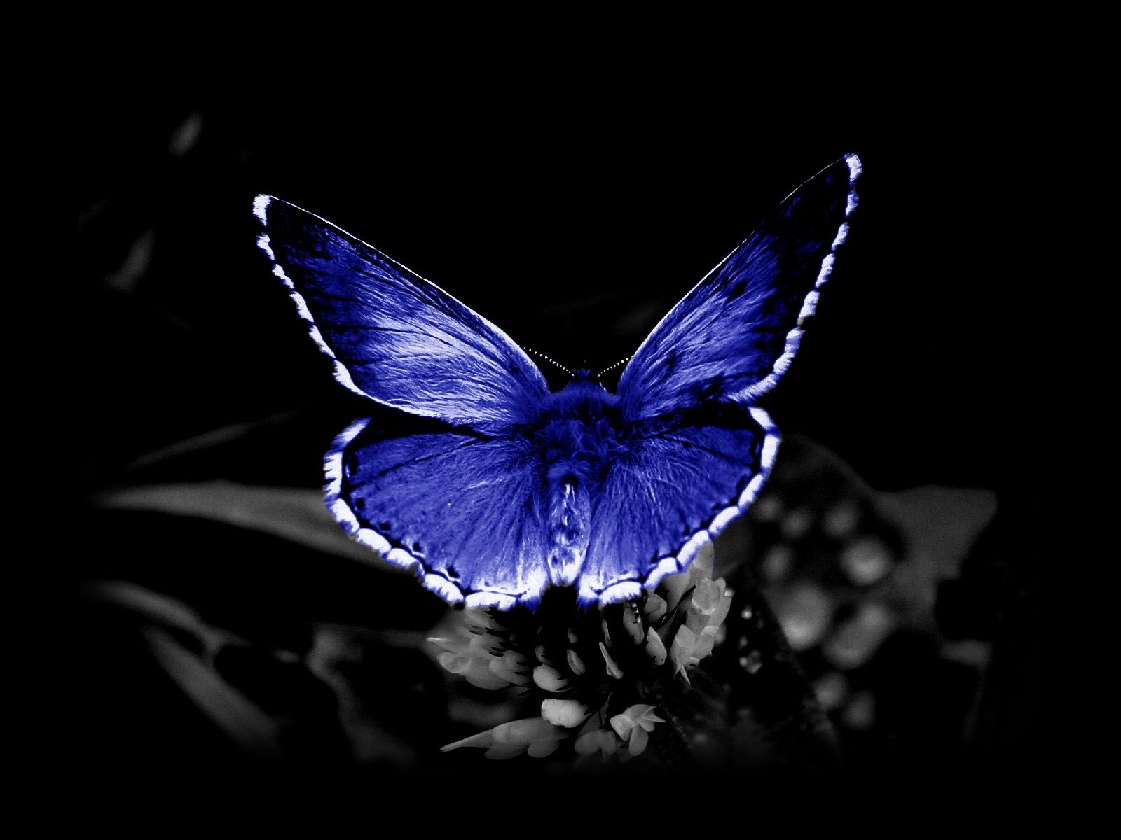 1080p Hd Butterfly Wallpaper Download High Quality - High Resolution Black And White , HD Wallpaper & Backgrounds