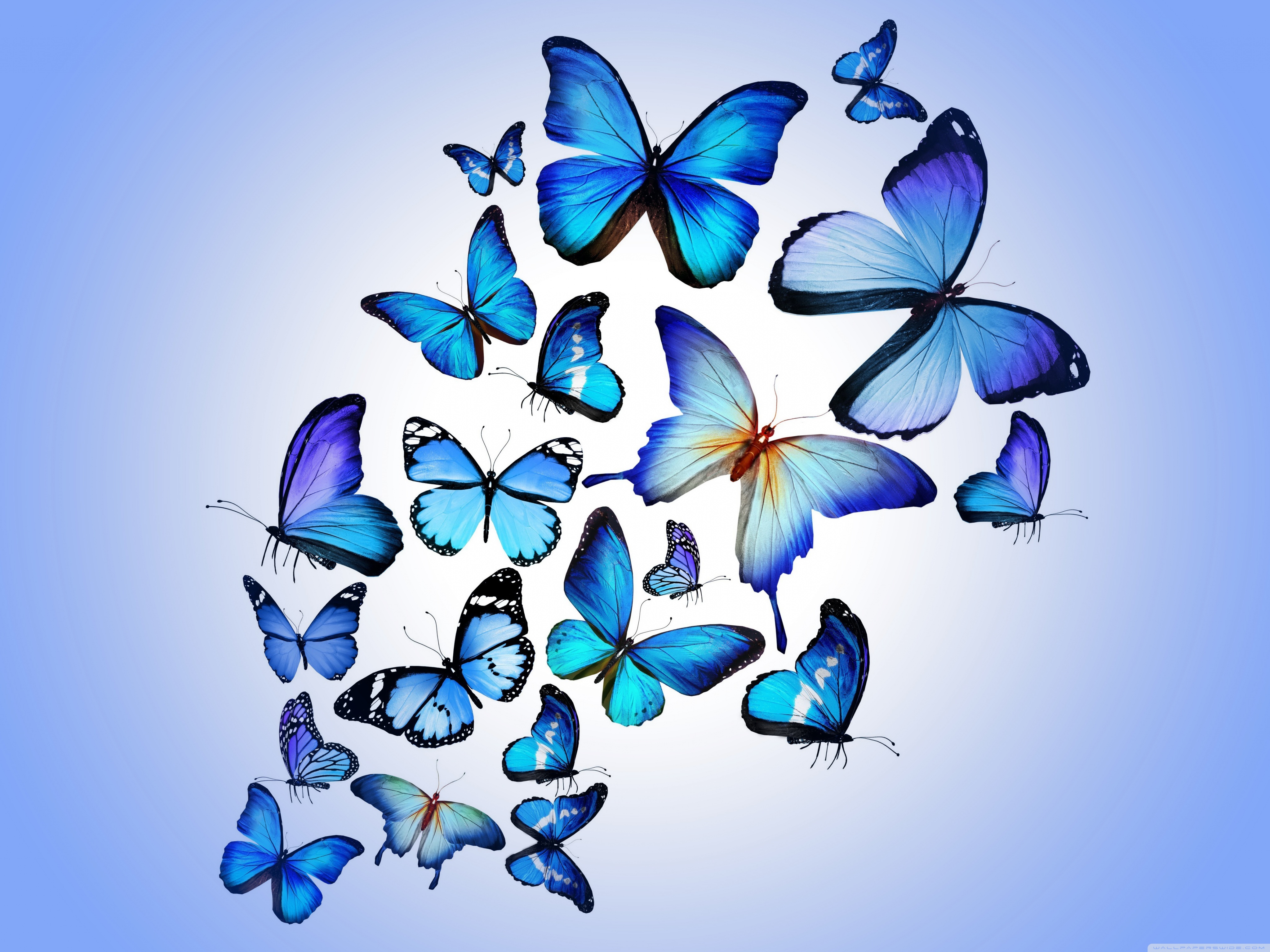 Butterflies Wallpaper Gallery - Blue Butterfly , HD Wallpaper & Backgrounds
