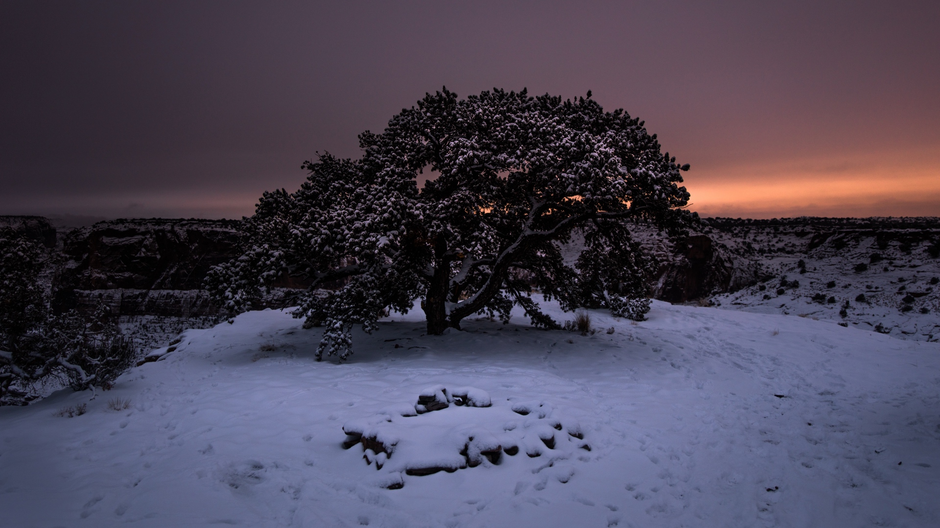 Wallpaper Tree, Snow, Winter, Night, Snowy, Sky - 1080p , HD Wallpaper & Backgrounds