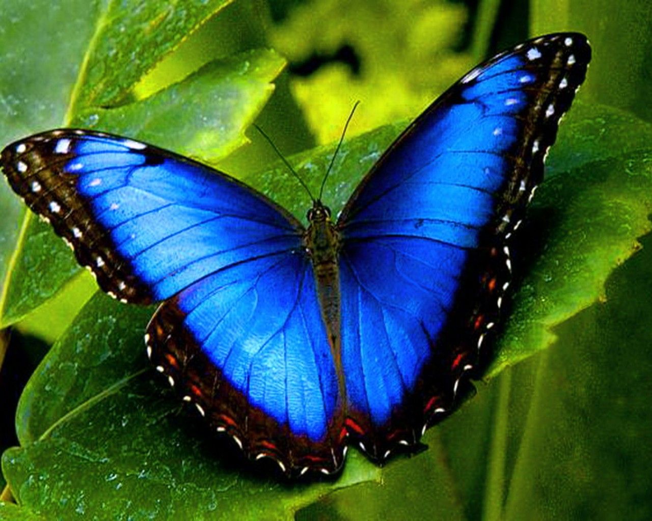 Blue Morpho Butterfly Hd , HD Wallpaper & Backgrounds