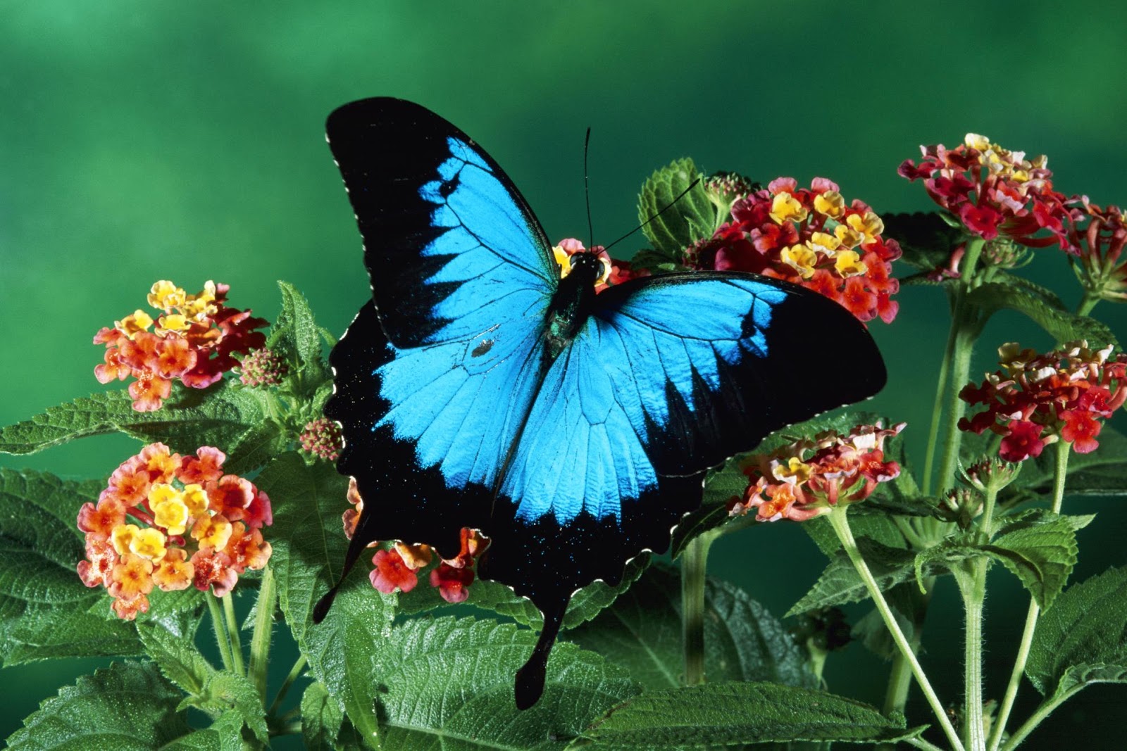 Butterfly Wallpapers - Butterfly Sitting On Flowers , HD Wallpaper & Backgrounds