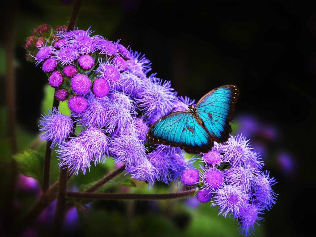 Wallpaper Butterfly - Morpho Butterfly Blue Morpho , HD Wallpaper & Backgrounds