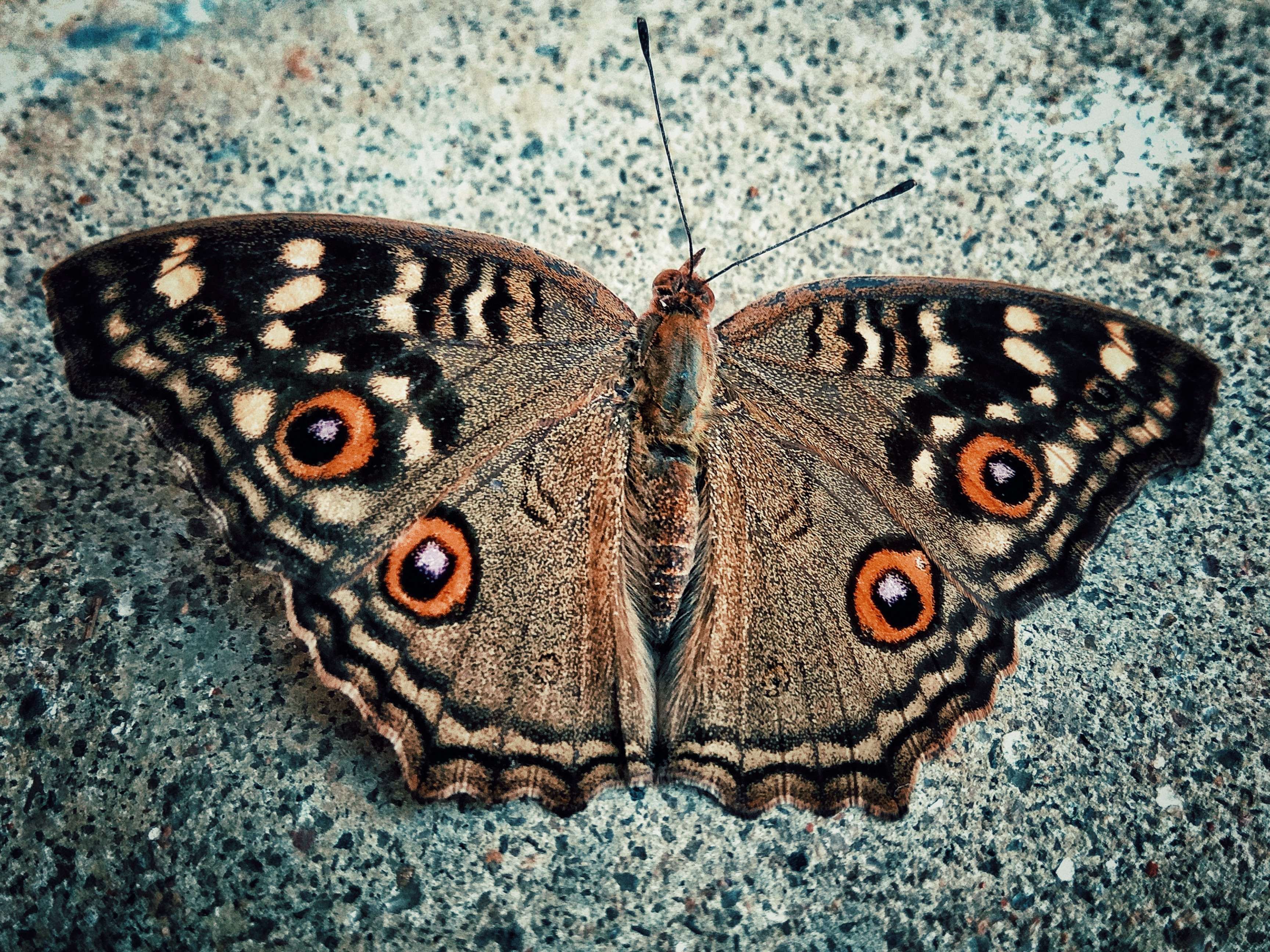 #beautiful #beauty #butterflies #butterfly #capture - Riodinidae , HD Wallpaper & Backgrounds