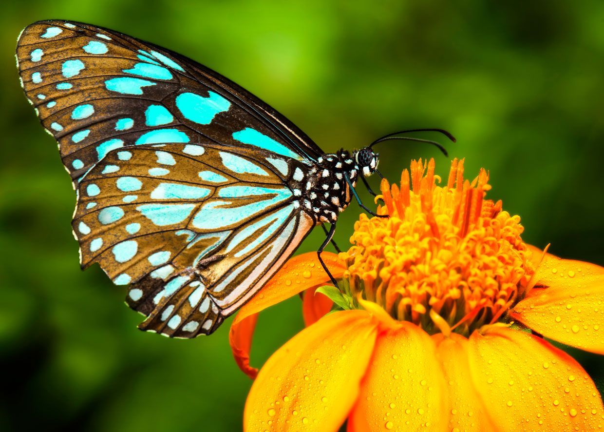 Butterflies In Nature , HD Wallpaper & Backgrounds