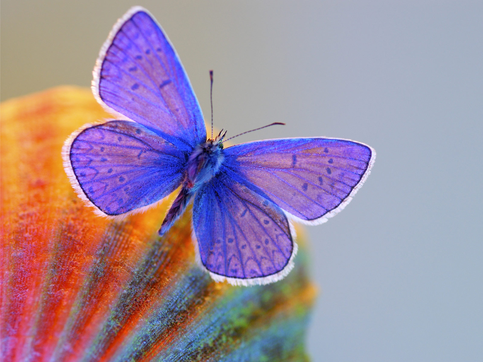 Hd Butterfly Wallpapers - Xerces Blue Butterfly , HD Wallpaper & Backgrounds