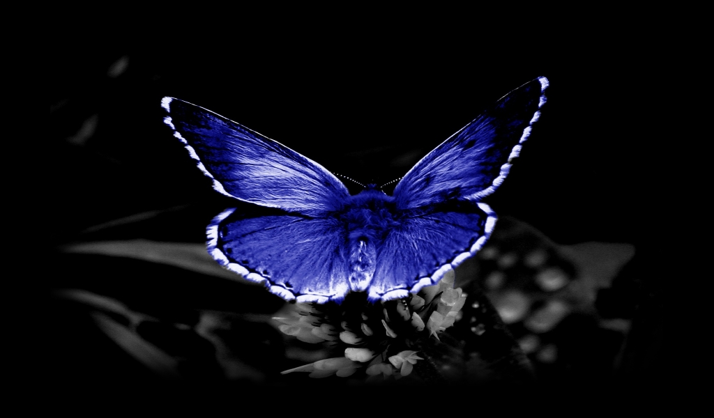 Hd Butterfly Images Download , HD Wallpaper & Backgrounds