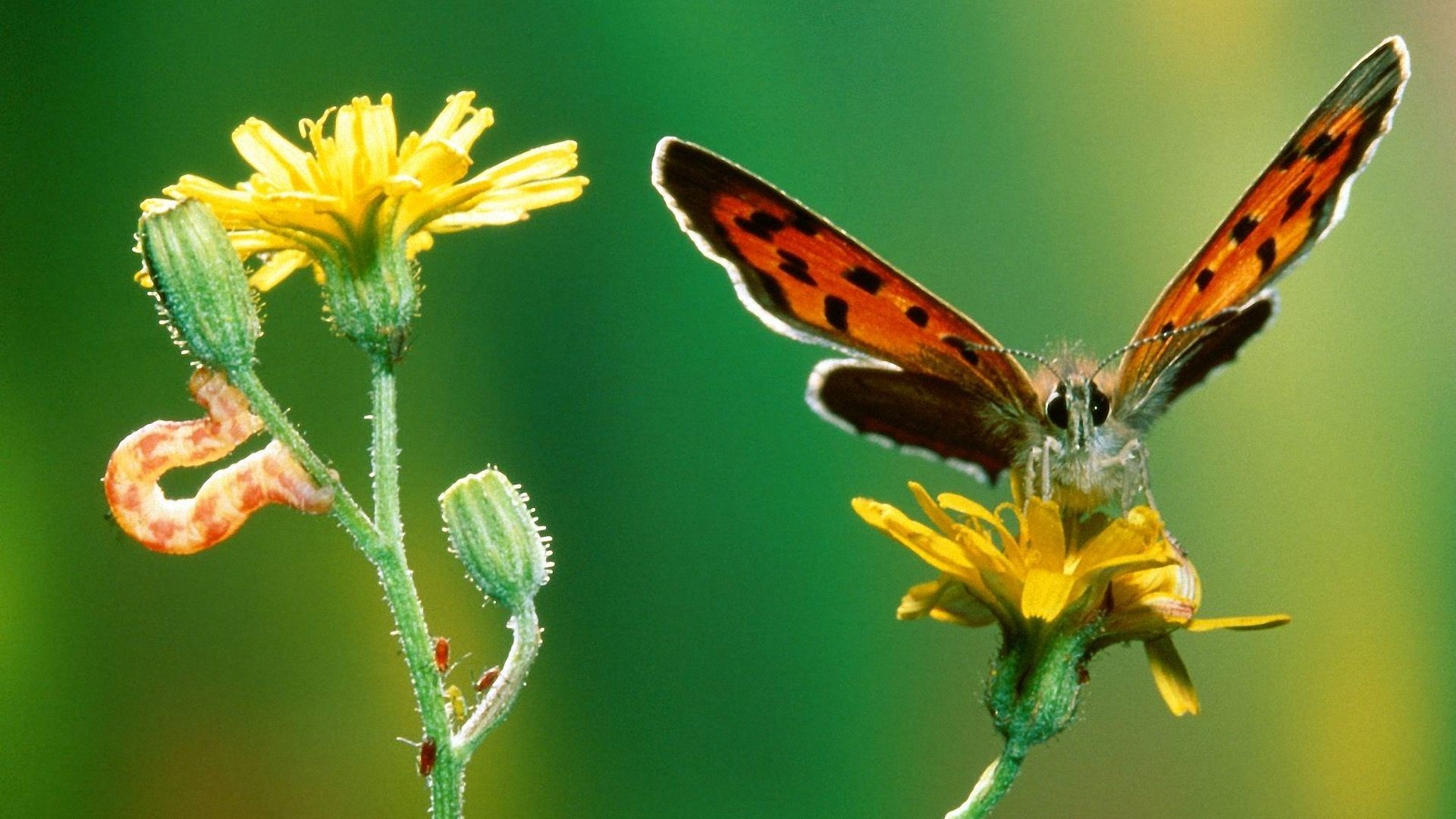 Beauty Of Nature Butterfly Hd Wallpaper - High Definition Butterfly Wallpaper Hd , HD Wallpaper & Backgrounds