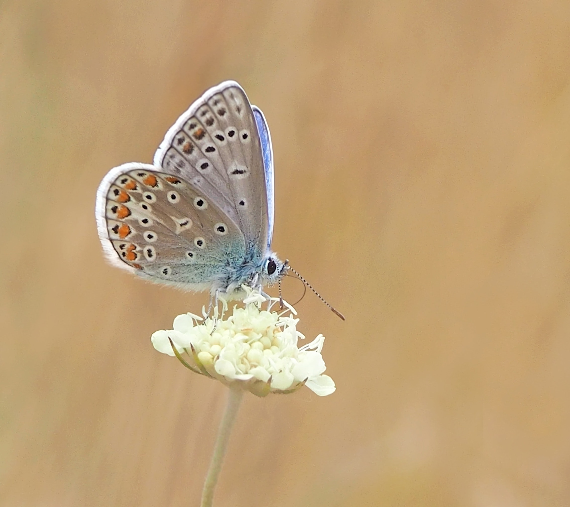 Common Female Blue Butterfly, Hd Wallpaper, Insect, - Quotes Good Morning Butterfly , HD Wallpaper & Backgrounds