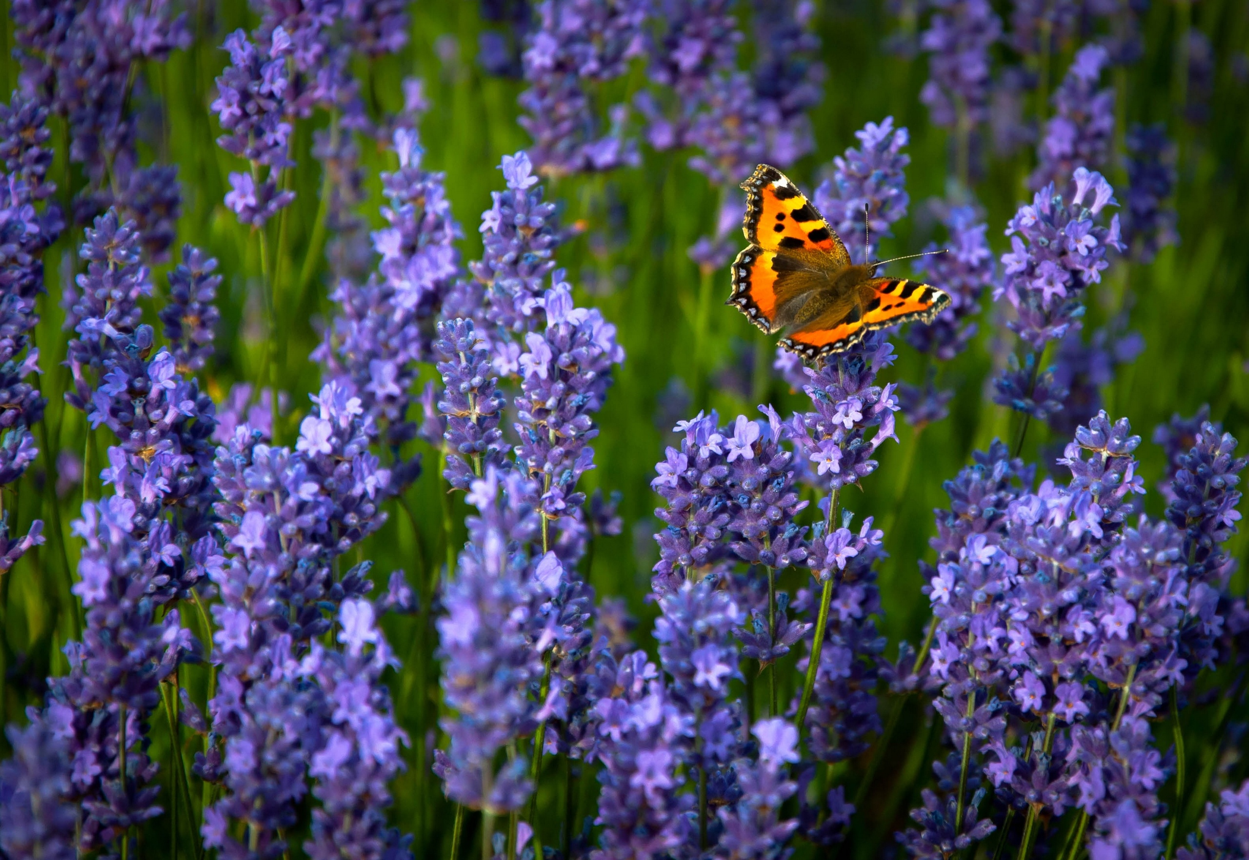 Ordinary, Hives, Lavender, Butterfly Wallpapers Hd - Butterflies In Lavender Fields , HD Wallpaper & Backgrounds