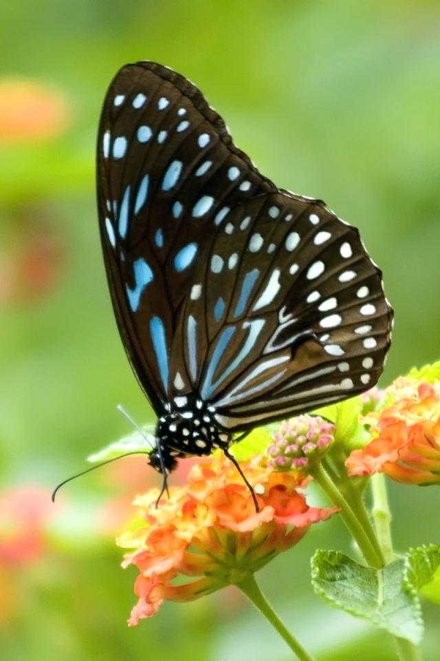 Butterfly Wallpaper 0 Fabulous Mobile Mind Blowing - Mariposa , HD Wallpaper & Backgrounds