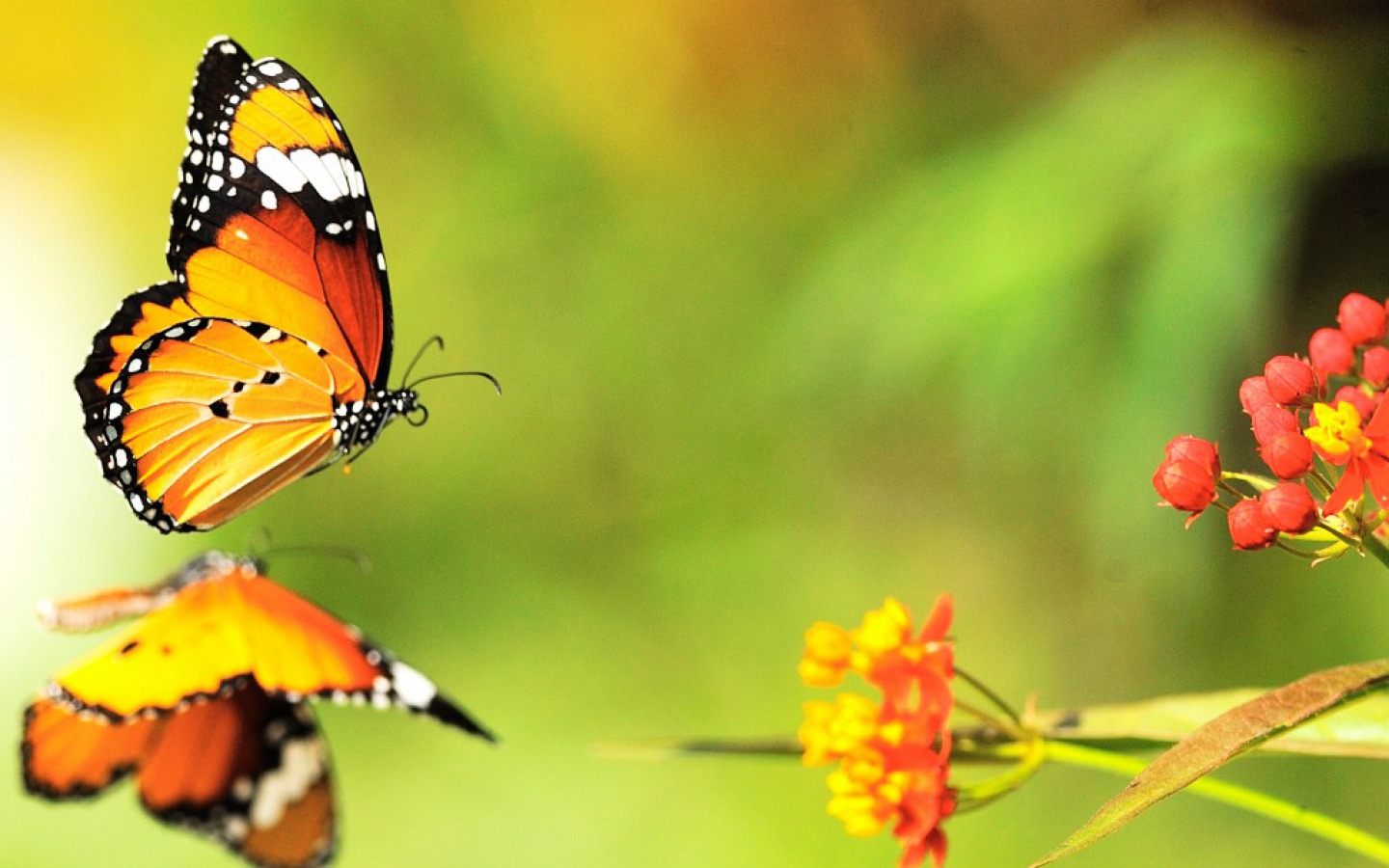 Butterfly - Titli Background Hd , HD Wallpaper & Backgrounds
